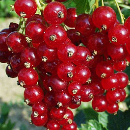 Смородина красная Ася