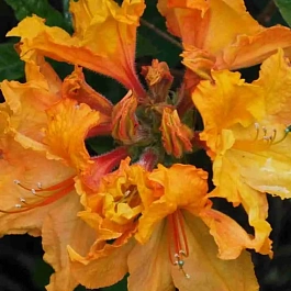 Азалия Ewa-Roza