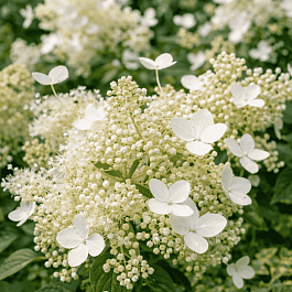 Гортензия метельчатая Brussels lace