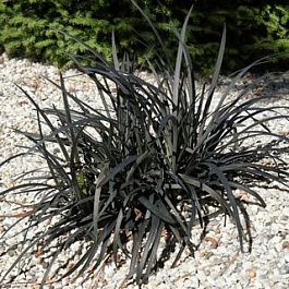 Офиопогон плоскострелый Black Dragon