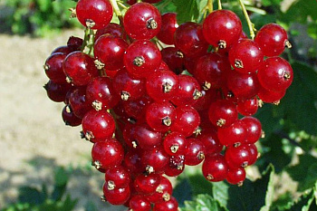 Смородина красная Ася
