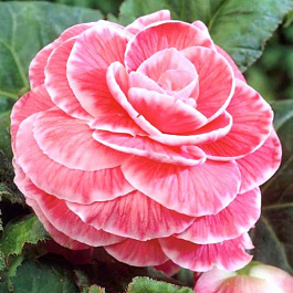 Бегония клубневая Америгибрид Пикоти Лэйс Пинк