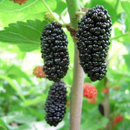 Шелковица черная Галиция