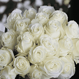 Роза чайно-гибридная Proud