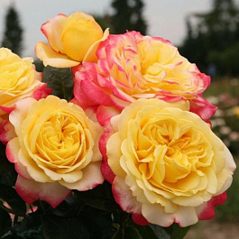 Роза Кордес чайно-гибридная Кордес Джубили Роза Кордес чайно-гибридная Кордес Джубили