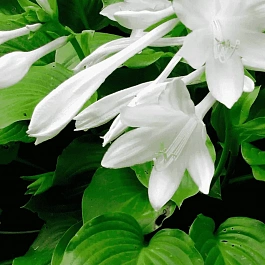 Хоста Aphrodite