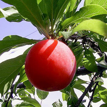 Слива  Красный шар