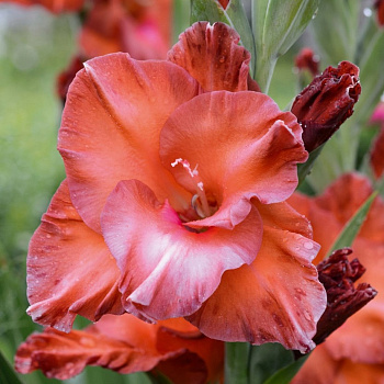 Гладиолус крупноцветковый Бимбо