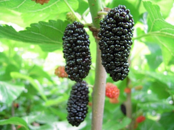 Шелковица черная Галиция