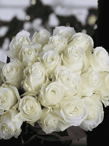 Роза чайно-гибридная Proud