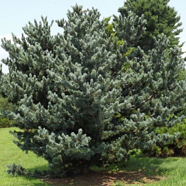 Сосна парвифлора Темпельхоф