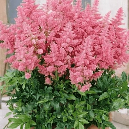 Астильба японская Country and Western