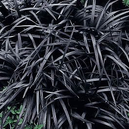 Офиопогон плоскострелый Niger