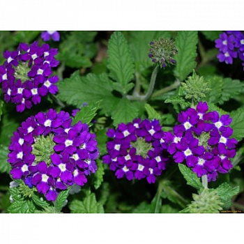 Вербена Обсешн Блю виз Ай