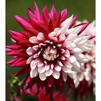 Георгина Декоративная Ребекказ Уорлд