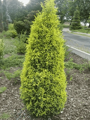 Можжевельник обыкновенный Gold Cone
