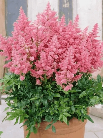 Астильба японская Country and Western