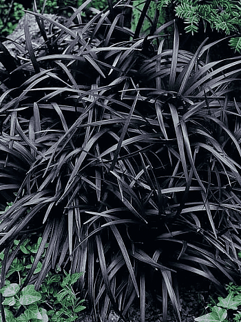 Офиопогон плоскострелый Niger