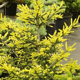 Ель восточная Golden Start