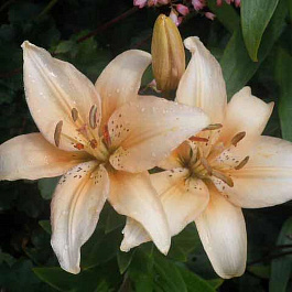 Лилия азиатская Каннес НАБОР 2ШТ (2+2) Лилия азиатская Каннес НАБОР 2ШТ (2+2)