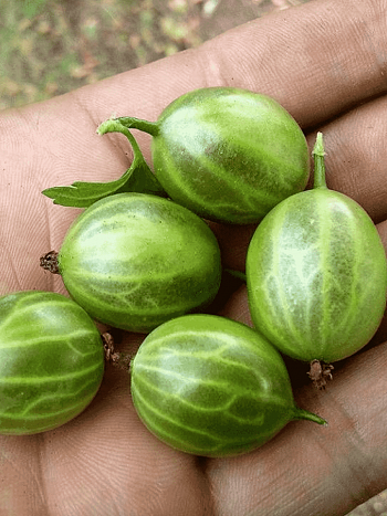 Крыжовник обыкновенный Малахит