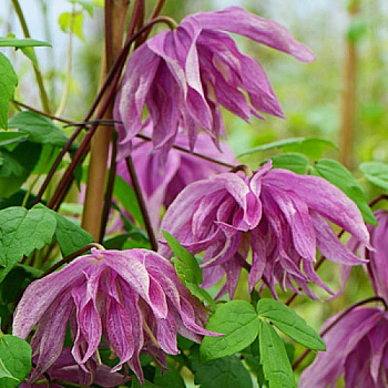 Клематис ботанический Пёпл Дрим