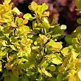 Барбарис Тунберга Golden zwerg