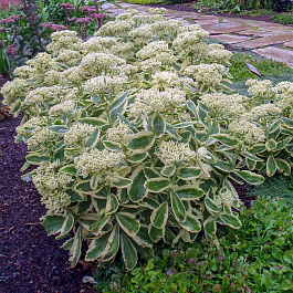 Седум гибридный Фрости Морн