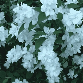 Чубушник венечный Русалка