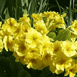 Примула Юлии Wanda Yellow