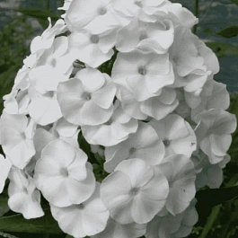 Флокс Белый Карлик