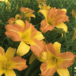 Лилейник EveryDaylily Punch Yellow