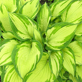 Хоста Форчуна Альбопикта