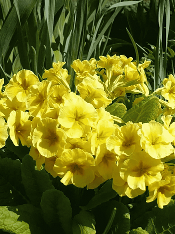 Примула Юлии Wanda Yellow