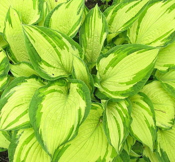 Хоста Форчуна Альбопикта Хоста Форчуна Альбопикта