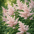 Астильба Power pop