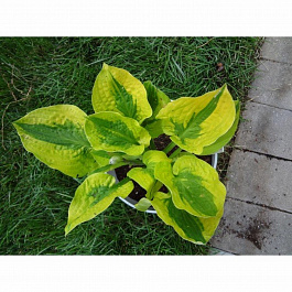 Хоста гибридная Глед Рэгс