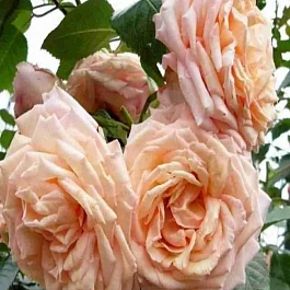 Роза Плетистая Barock