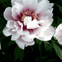 Пион ИТО Cora Louise