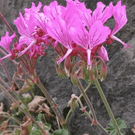 Пеларгония эндлихера