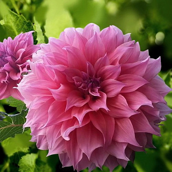 Георгина декоративная Артур Хамбли