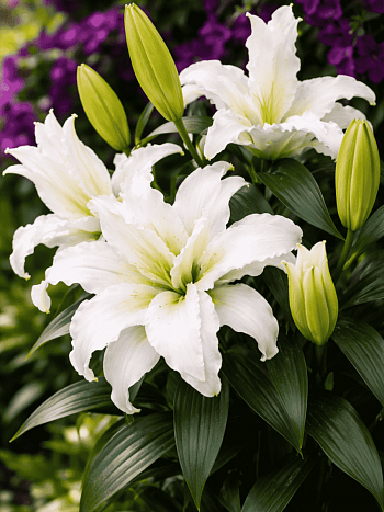 Лилия Roselily Esra