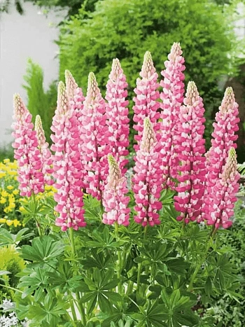 Люпин многолистный The Chatelaine