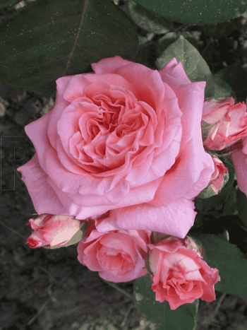 Роза кустовая Mamie Dittiere