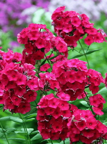 Флокс метельчатый Tenor