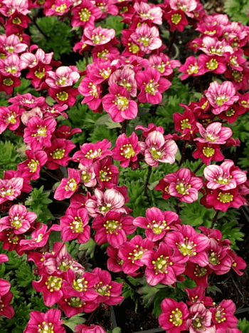 Камнеломка Арендса Pixie Pan Red