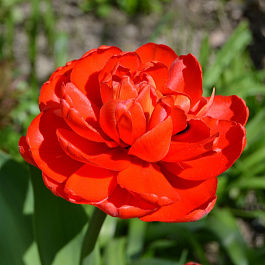 Тюльпан махровый поздний Миранда