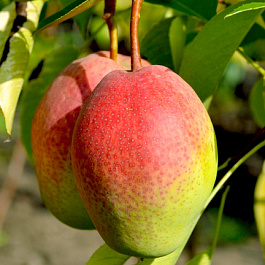 Груша плодовая Киргизская зимняя