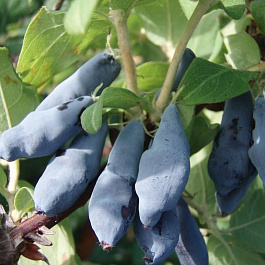 Жимолость съедобная Бакчарская юбилейная