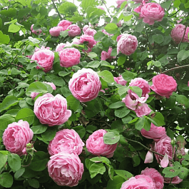 Роза Английская кустовая Constance